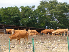 くりこま漢方牛