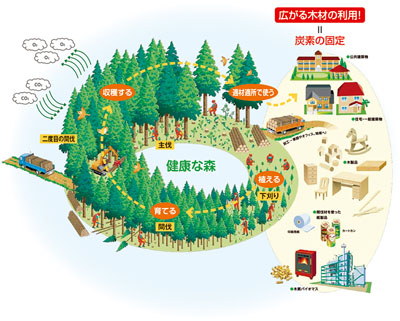 みんなの木づかいにより国産材を積極的に利用することで森はこんなに元気に